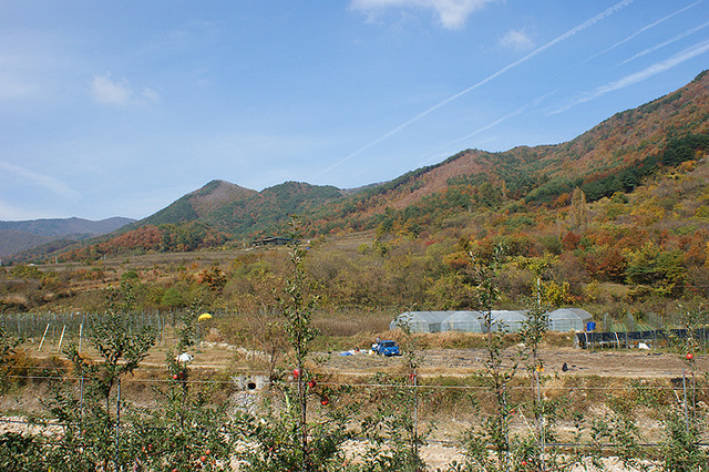 ▲ 국내 최대 생산지인 포항 죽장의 가시오가피 재배지역 전경.