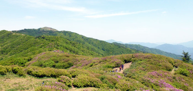 ▲ 사계가 아름다운 지리산의 봉우리인 바래봉은 해마다 5월이면 다투어 피어난 철쭉꽃들의 향연에 전국 각지에서 많은 등산객들이 다녀가는 유명지가 됐다.