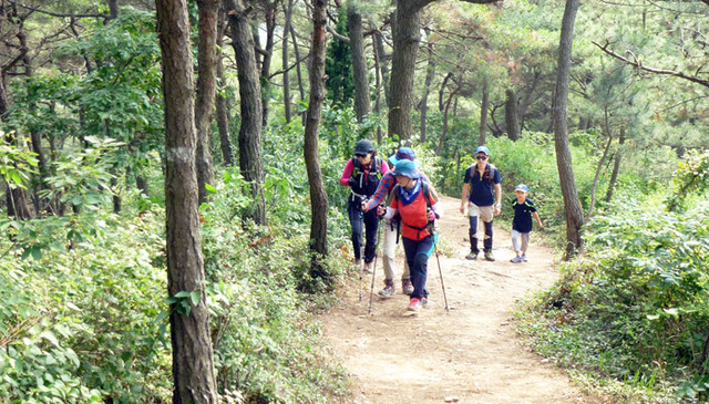 ▲ 청암산으로 가는 한적한 소나무길.