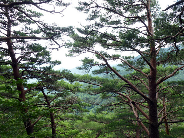 ▲ 백암산 일대에 서식하는 금강송.