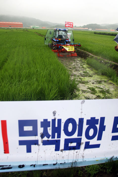 ▲ 전국농민회총연맹 부산경남연맹이 지난 18일 경남 창녕군 도천면 일리의 한 논에서 정부의 쌀 시장 전면 개방에 항의하며 벼를 트랙터로 갈아엎고 있다. <br /><br />/연합뉴스