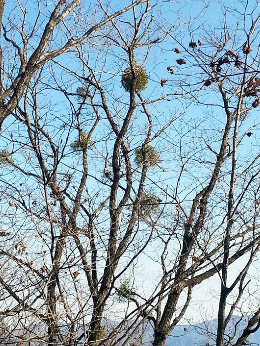 ▲ 등산로 초입에서 만나는 까치집이 있는 풍경.