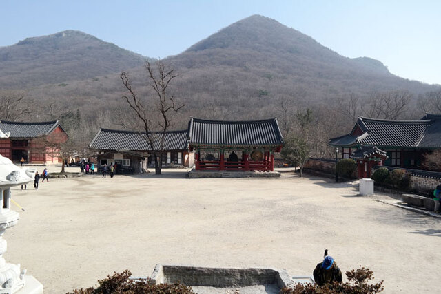 ▲ 선운사 뒤편, 동백나무숲의 빨간 요정들 동백꽃.