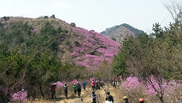 ▲ 진달래가 만개한 천주산을 따라 오르는 등산객 모습.