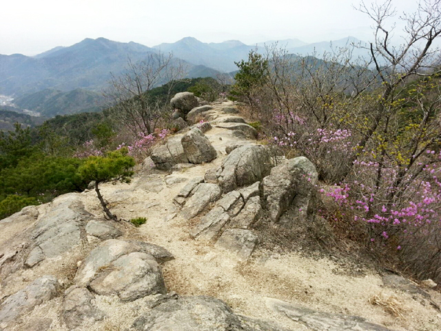 ▲ 낙타봉으로 가는 능선 길은 꽃들이 피어나 경치 좋은 곳.