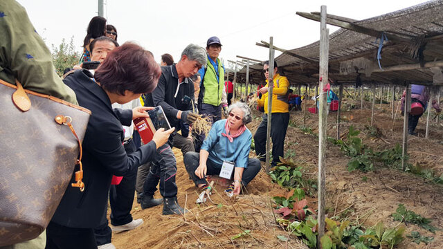 ▲ 영주풍기인삼축제 인삼캐기 체험을 하고 있는 회원들.