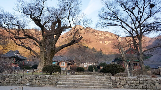 ▲ 할머니 당산나무가 위엄을 더해주는 내소사 풍경.<br /><br />