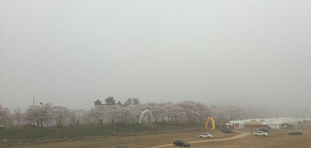 ▲ 경주 김유신장군묘의 벚꽃 길. 안개 속으로 벚꽃은 뻗어 있다. 어디까지가 안개이고 어디까지 벚꽃인지, 지금 보고 있는 저것이 벚꽃인지, 안개인지 알 길 없어 길을 잃고야 만다.
