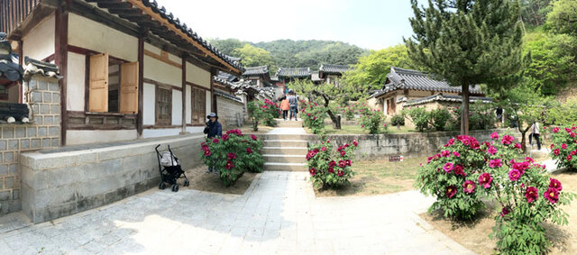 ▲ 도산서원의 정문에서 촬영했다. 오른쪽에 보이는 것이 도산서당으로 퇴계 선생이 생전에 직접 강학한 곳이다. 군자의 꽃이 퇴계의 덕과 품성을 말해주듯 가득 피어 있다.