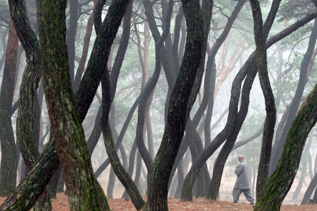 ▲ 안개가 자욱한 삼릉 소나무숲을 지나는 승려. 이 장면을 보고 있으면 1000년 전 신라의 모습이 자연스레 상상된다.