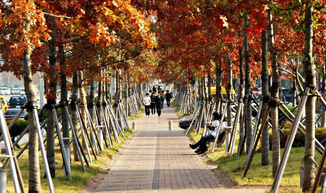 ▲ 인동도시숲 대왕참나무 숲길