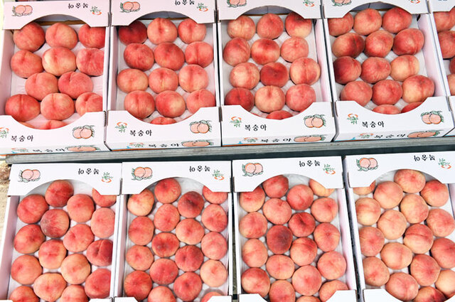 ▲ ④ 포장을 마치고 여름 식객들의 손길을 기다리는 영덕 복숭아.
