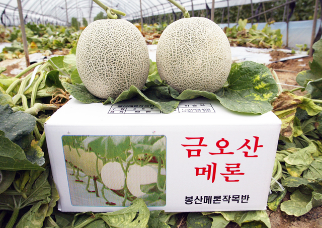 ▲ 낙동강 사질양토에서 재배되는 구미 금오산 멜론.