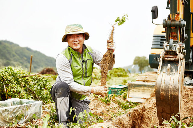 ▲ 안동산약(마)으로 100억원대 매출을 기록한 부용농산 유화성씨가 직접 재배한 마를 들어보이고 있다.