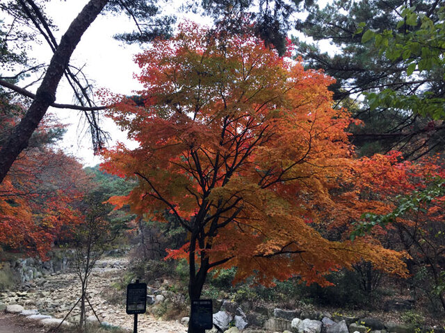▲ “새 신발을 샀다며 / 친구가 불쑥 찾아왔다. / 나는 마침 면도를 막 끝낸 참이었다. / 두 사람은 교외로 / 가을을 툭툭 걷어차며 걸어갔다.” 이것은 일본 시인 가야마 쇼헤이가 1938년 발표한 짧은 작품이다. 지금 산은 온통 가을이어서 가을을 툭툭 걷어차며 걷는다는 것이 어떤 것인지 알 수 있다.