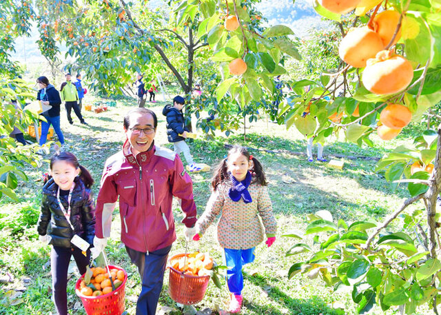 ▲ 청도 반시축제장.
