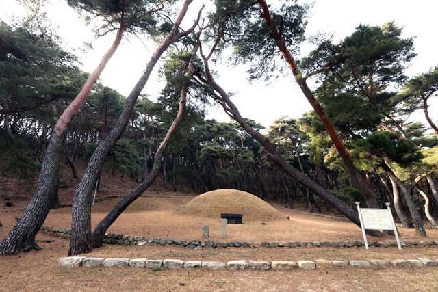 ▲ 신라 23대 왕인 법흥왕의 능묘(墓). `경주의 서악`으로 이야기되는 선도산 서쪽 소나무 숲에 자리해있다. 능에 오르는 길에도 기묘한 형상의 소나무가 여러 그루 서있다.