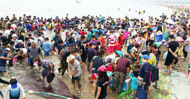 ▲ 포항 월포해수욕장의 특색 있는 축제인 `후릿그물` 체험에는 해마다 수많은 피서객이 몰리며 큰 인기를 끌고 있다.                                                                                                                 /포항시 제공