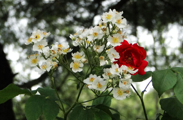 ▲ 찔레꽃과 장미꽃이 함께 피었다. 생물학적으로 둘 다 `장미과`에 속한다. 찔레의 잎이나 줄기는 장미의 그것과 다르지 않다. 사람들에게 더 많이 알려지고 사람들이 더 많이 좋아하는 꽃은 장미다. 그런데 자세히 들여다보면 장미꽃은 장미꽃대로 예쁘고 찔레꽃은 찔레꽃대로 예쁘다. 어떤 것이 더 예쁘거나 좋다고 말할 수 있는 특별한 기준은 없다. 저 꽃들은 존재 자체로 이미 충분하다. 존재란 가치판단이나 평가를 떠나 존재한다. 그러므로 존재를 인정받기 위해서는 존재해야 한다. 동시에 존재하는 것들은 존재하는 모든 것들의 가치를 인정해야 한다. 그것이 존재하는 것들에게 주어진 의무이자 사명이다.