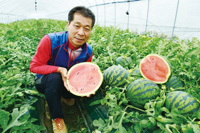 ▲ 고령의 비옥한 땅은 맛있는 수박을 길러낸다. 그 속에서 꿈을 키워가는 농민 최송기 씨.