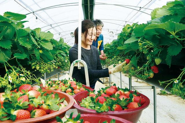 ▲ 고령의 비옥한 땅은 맛있는 딸기를 길러낸다. 그 속에서 꿈을 키워가는 농민 이철호 씨.