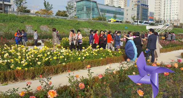 ▲ 형산강 장미원에서 열린 포항 그린웨이 아카데미에 참가한 교육생들이 강변에 조성된 장미를 보며 즐거워하고 있다.                                 /포항시 제공