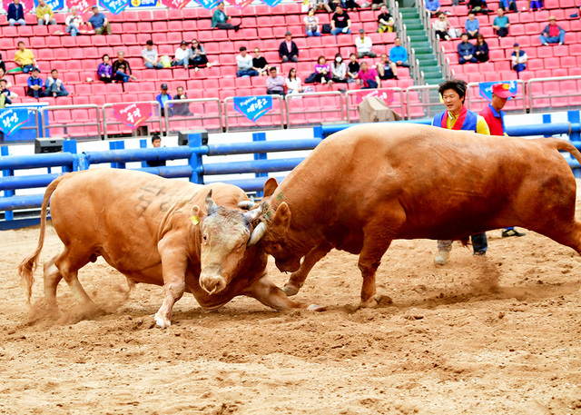 ‘2019 청도소싸움축제’가 펼쳐지고 있다. /청도군 제공