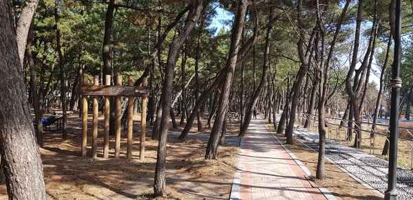 바닷가 솔숲으로 유명한 포항시 남구 송도동 ‘송도 솔밭 도시숲’ 전경.