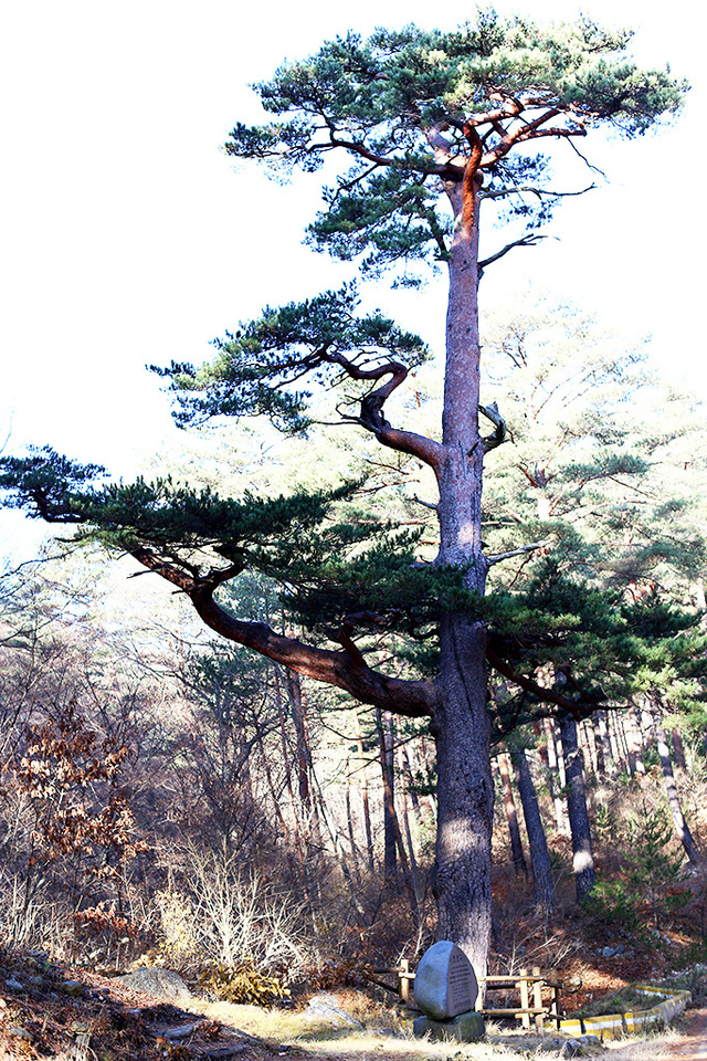 아름다운 자태를 뽐내는 울진군 오백년 소나무.