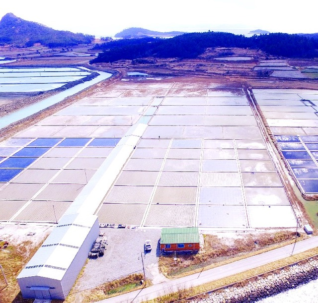 전남 무안의 염전. 천일염 염전은 1907년 처음 시작되었다.