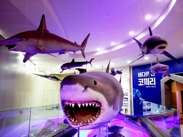 낙동강생물자원관에 전시된 수생생물 표본들.