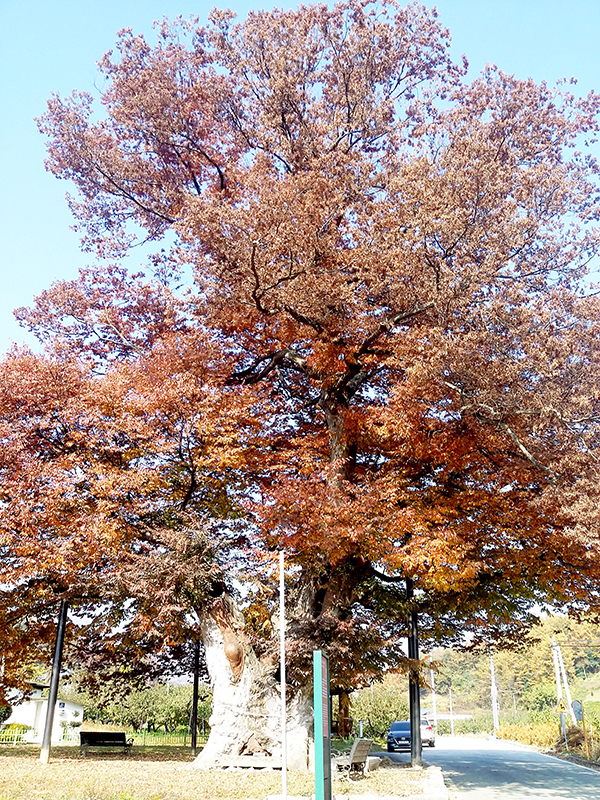 태장리 느티나무.