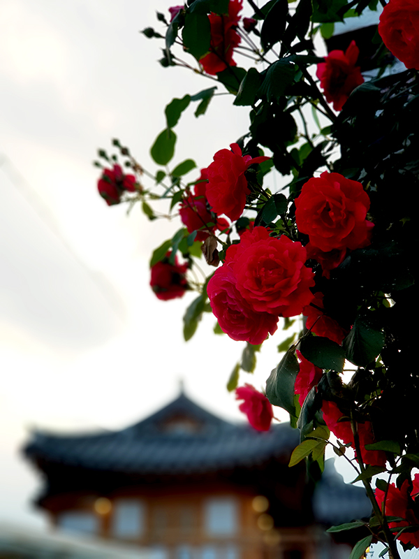 경주 황리단길의 6월 장미