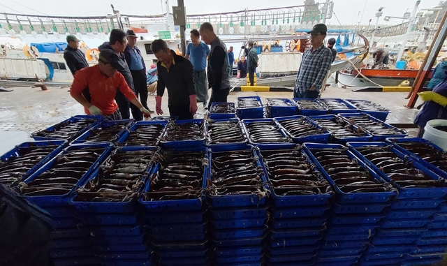 지난 3일 한 척의 어선이 잡은 오징어
