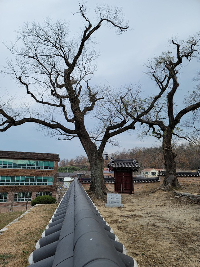 영해향교 담장과 앙상한 고목.