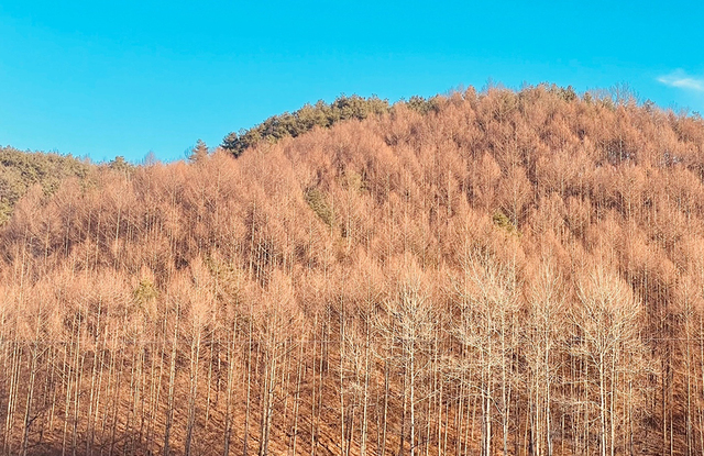 미래세대를 위한 목재생산림