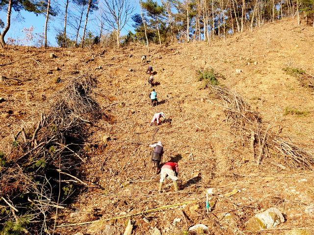우산고로쇠 특화림 조성