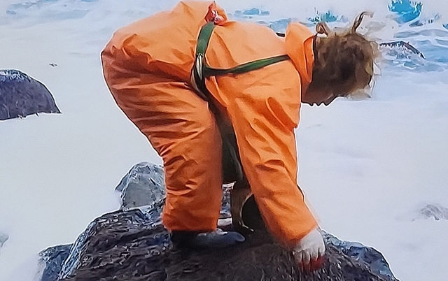 바닷물에 젖은 돌김은 깔개를 이용해 채취한다.