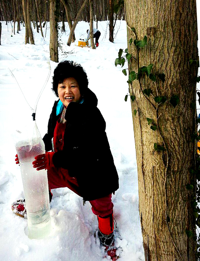 눈이 많이 쌓인 우산고로쇠나무에서 수액을 채취하고 있다.