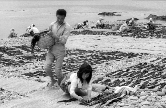 과거 울릉도 해안에서 떼배를 이용해 채취한 돌미역을 말리는 장면 사진/울릉도·독도해양연구기지제공