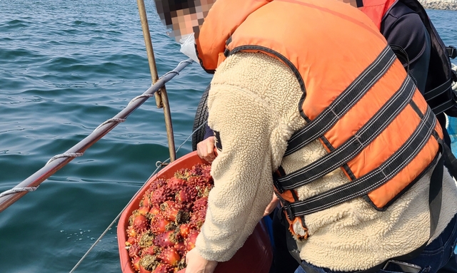불법 해루질을 하다가 적발된 어류를 바다로 돌려보내고 있다  /동해해경청 제공