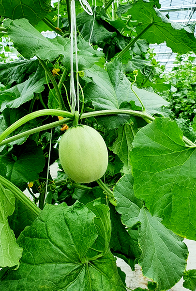 아직 어린 멜론의 모습. 이강우 대표는 지난해부터 멜론 재배를 시작했으며 올해가 2번째다.
