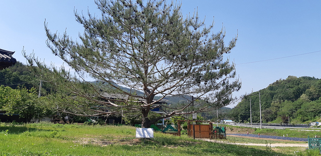 아들 석송령.