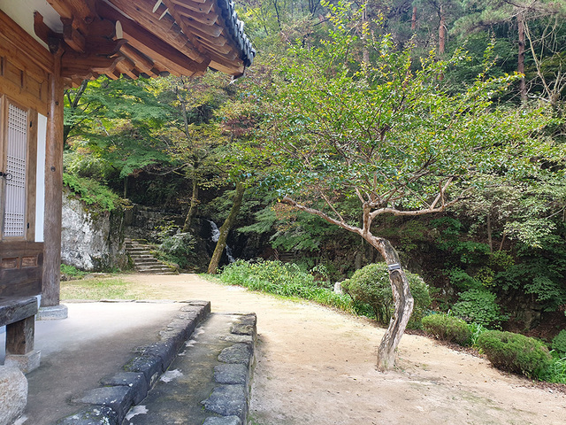 용담정 배롱나무.