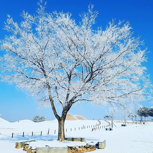 의성 금성산 고분군의 설경.