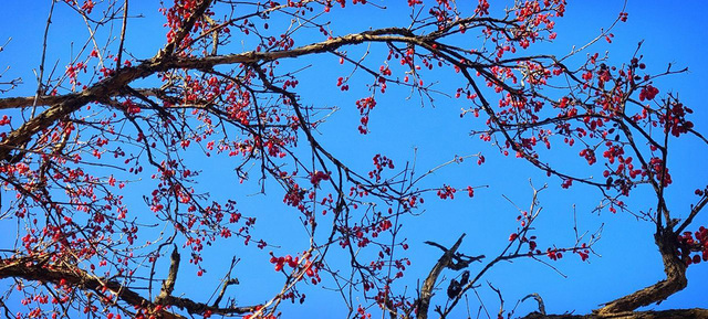 의성 산수유.  /김순희 작가 제공