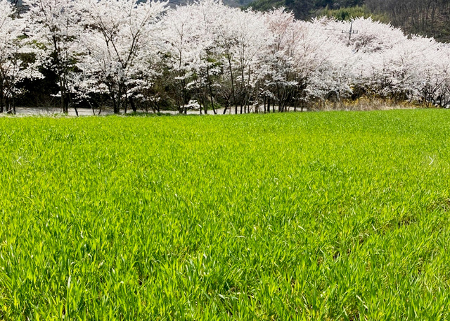 성주 하늘목장
