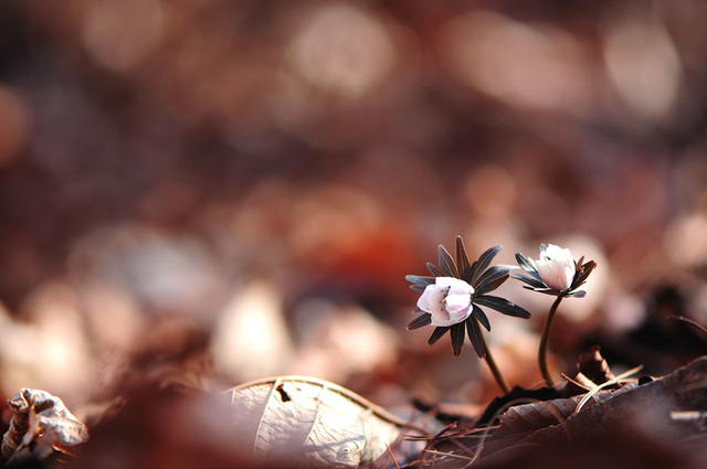 경주 변산바람꽃.