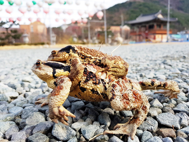 망월지에서 두꺼비들이 산란을 위해 서식지인 욱수산으로 이동하는 모습.   /대구 수성구 제공