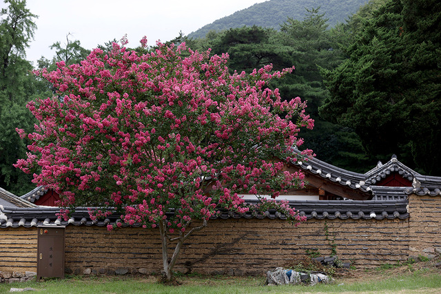 옥산서원 담장 곁에 핀 백일홍.